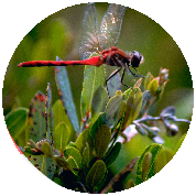 Eco Friends Organic Pest Control